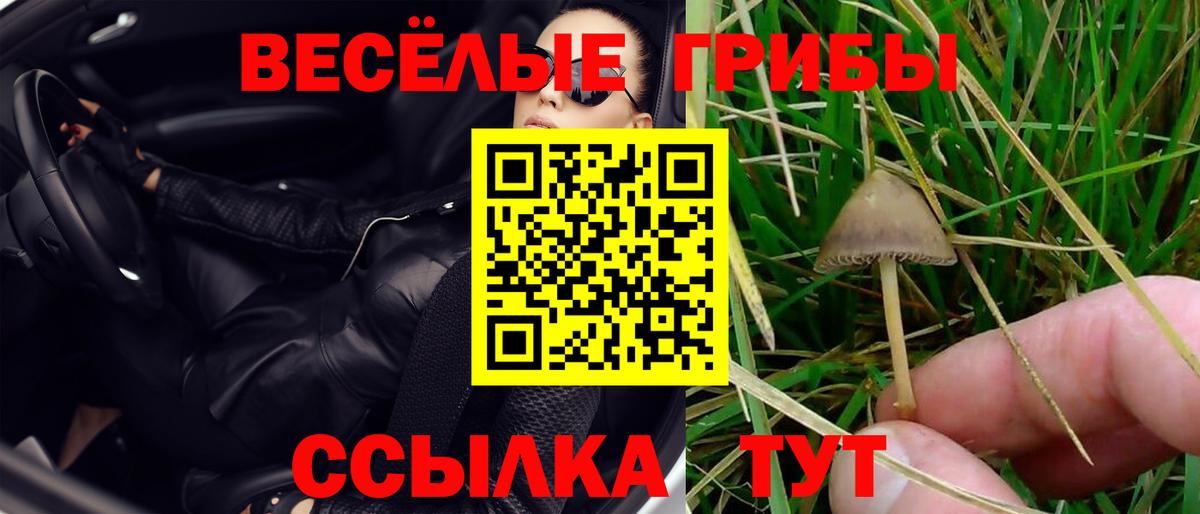 Камышлов  Псилоцибиновые грибы Psilocybine cubensis  где найти наркотики  Вход с VPN 